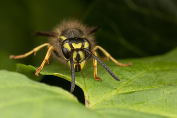 Close up of yellow and black wasp sitting on a green leaf