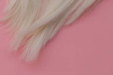 Blond hair  . Blond Hair Texture.  A lock of white hair on a light pink  background.Hairdressing background. Palette blonde shades.Care and restoration of light hair concept.