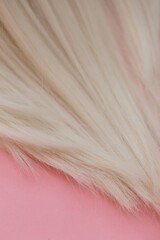 Blond hair . Blond Hair Texture.  A lock of white hair on a light pink pastel background.Hairdressing background. Palette blonde shades.Care and restoration of light hair concept.