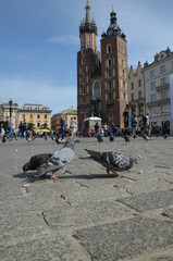Kraków , Rynek , Kościół Mariacki , Sukiennice , Kraków Kamienice , Kościół Kraków , Rynek Sukiennice , Polska Kraków , Ulice Krakowa , Kraków budynki stare , Kamienice w Krakowie  Rynek Stary, Kraków © Szymon