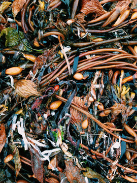 Various types of seaweed and kelp, close-up
