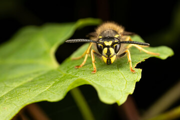 Close up of yellow and black wasp stood on a green leaf with dark background.