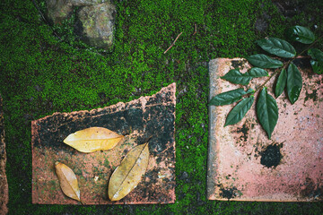 moss and leaves on the ground