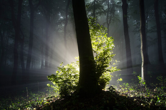 Enchanted surreal tree with light shining in dark forest with fog