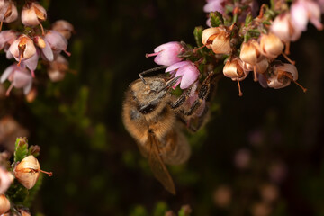Close up of bee on a pink plant.