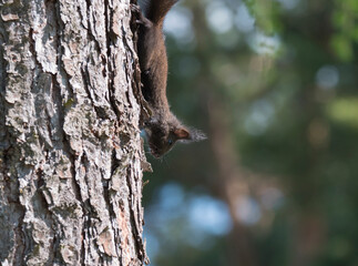 Close up cute black squirrel, Sciurus vulgaris climbing on the larch tree trunk. Green bokeh background. Selective focus, copy space