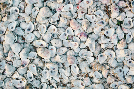 oyster shells