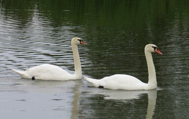 two white swans swim across the pond