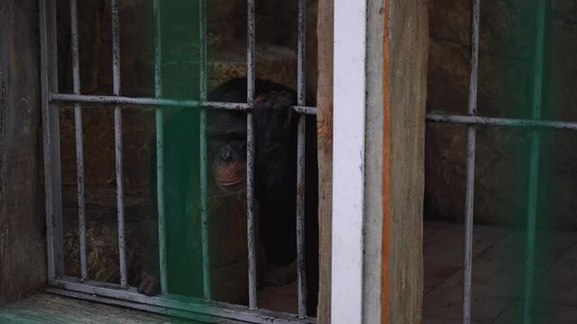 monkey chimpanzee run amok behind the bars of the cage