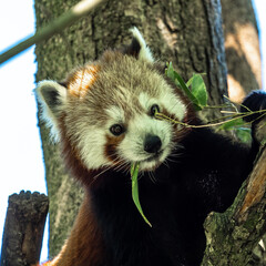 The red panda, Ailurus fulgens, also called the lesser panda.