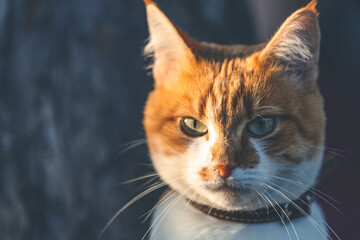 Portrait cut funny white-and-red cat close up. Beautiful evening sunny light.