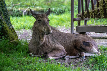 European Moose, Alces alces, also known as the elk
