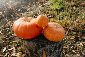 Halloween. thanksgiving day. Harvest of pumpkins on the lawn at home on a Sunny day.