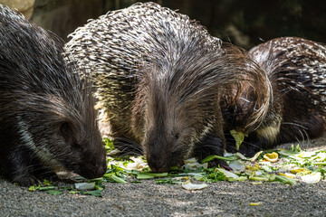 Indian crested Porcupine, Hystrix indica in a german nature park