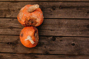 Spoiled rotten pumpkins on a wooden background. Bad holiday concept.