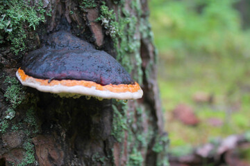 The false tinder fungus on an old stump. Close-up photos, selective focus.