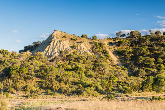 Pine forest in a hill bathed with a beautiful evening light
