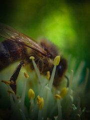 bee on yellow flower