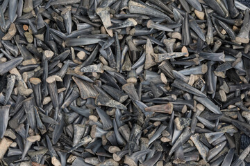 Fossilised Sharks Teeth © Fiona Foxall