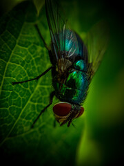 fly on green leaf