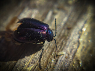 bug on the ground