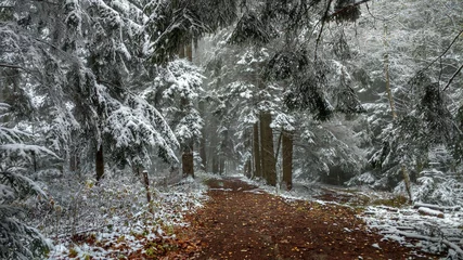 Fotobehang Betoverde Bos fog in a snowy forest  © Николай Срибяник