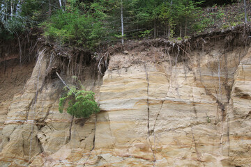 The soil layers in the canyon are different colors. The sandy - clay slope collapsed. Roots and a fallen tree on a collapsed slope in the forest.