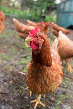 ISA brown hen
