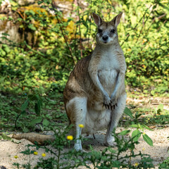 The agile wallaby, Macropus agilis also known as the sandy wallaby