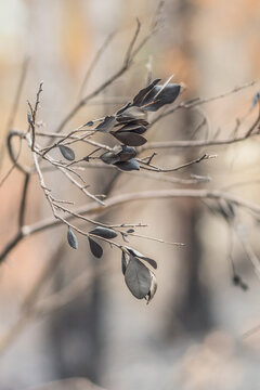 Charred Branches After a Large Brush Fire