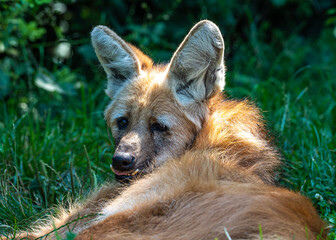 The Maned Wolf, Chrysocyon brachyurus is the largest canid of South America