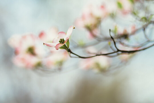 Close up of pink dogwood blooms