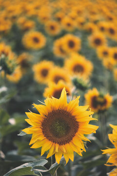 Summer sunflower field