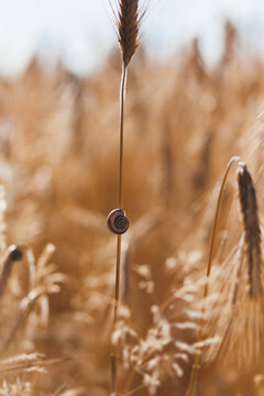 Little snail on wheat