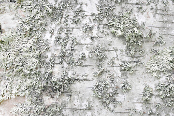 Birch bark with lichen growths. Light natural background. Close-up photo selective focus.