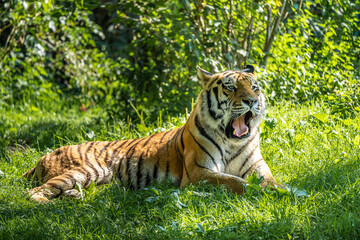 The Siberian tiger,Panthera tigris altaica in a park
