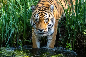 Zelfklevend Fotobehang The Siberian tiger,Panthera tigris altaica in a park © rudiernst
