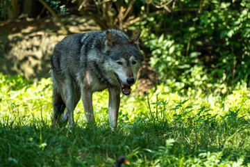 European Grey Wolf, Canis lupus in a german park