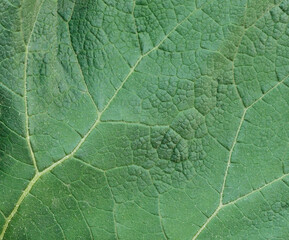 Closeup of green burdock leaf texture