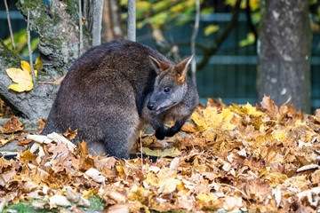 Swamp Wallaby, Wallabia bicolor, is one of the smaller kangaroos