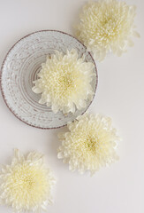 Big white chrysantemum on a plate with seashells on white background flat lay photography, fresh georgina autumn flower photo, pastel floral pattern on white