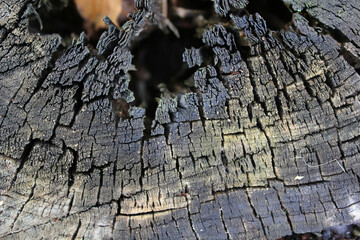 Natural grunge background. Old cracked cross-section of a tree. Close-up photos, selective focus.