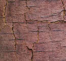 The trunk of a birch without the bark. Woody reddish natural background. Close-up photo selective focus.
