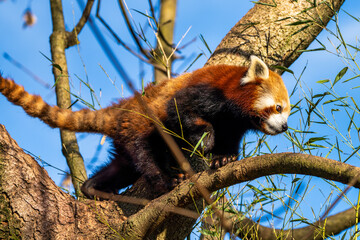 The red panda, Ailurus fulgens, also called the lesser panda.