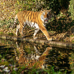 The Siberian tiger,Panthera tigris altaica in the zoo