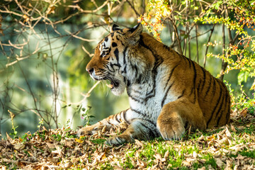 The Siberian tiger,Panthera tigris altaica in the zoo