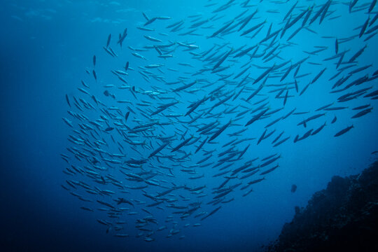 Fish Swim Up