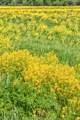 Obraz premium spring landscape of rape in full bloom,rapeseed flowers were yellowing the fields
