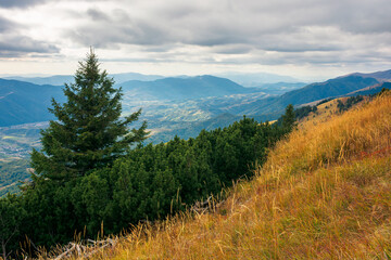spruce forest on the hillside meadow. beautiful mountain landscape in autumn season. high ridge in the distance. rainy weather with cloudy sky