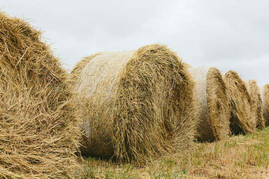 Bales of hay